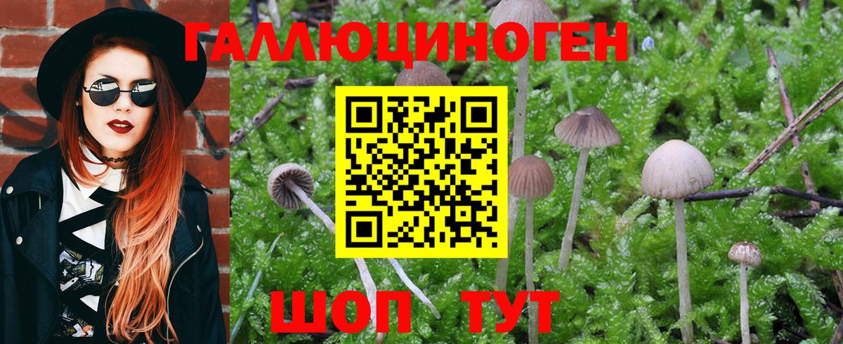 Галлюциногенные грибы GOLDEN TEACHER Урюпинск